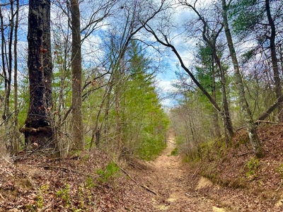 Great Hunting & Recreational Land - image 6