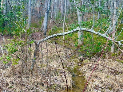 Great Hunting & Recreational Land - image 5
