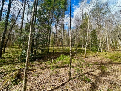 Great Hunting & Recreational Land - image 2