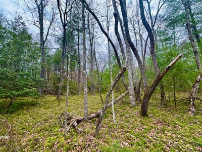 Great Hunting & Recreational Land - image 7