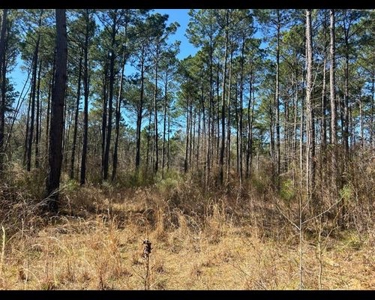 East Texas Timberland and Recreational Tract - image 3