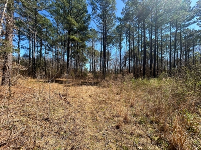 East Texas Timberland and Recreational Tract - image 1