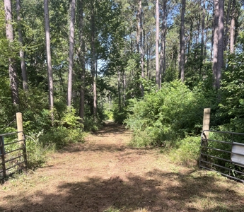 East Texas Timberland and Recreational Tract - image 6