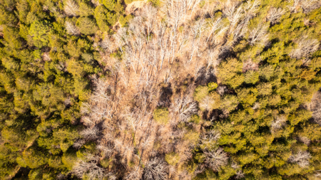 Acreage for Sale in the Howell County Ozarks - image 8
