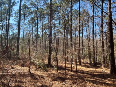 East Texas Land For Sale -  Timber Investment & Hunting Property - image 7