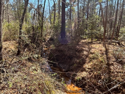 East Texas Land For Sale -  Timber Investment & Hunting Property - image 11