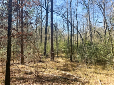 East Texas Land For Sale -  Timber Investment & Hunting Property - image 6