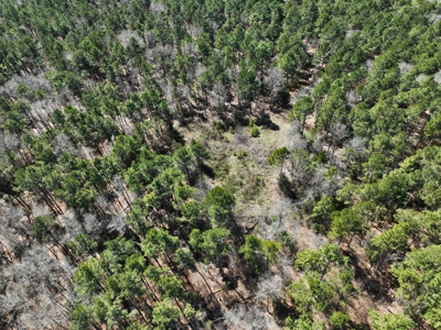 East Texas Land For Sale -  Timber Investment & Hunting Property - image 8