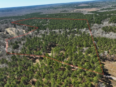 East Texas Land For Sale -  Timber Investment & Hunting Property - image 10