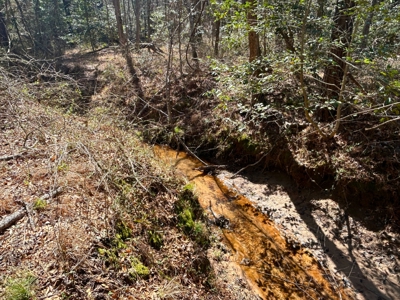 East Texas Land For Sale -  Timber Investment & Hunting Property - image 3