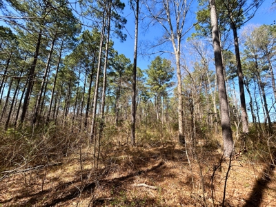 East Texas Land For Sale -  Timber Investment & Hunting Property - image 9