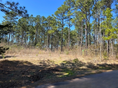 East Texas Land For Sale -  Timber Investment & Hunting Property - image 4