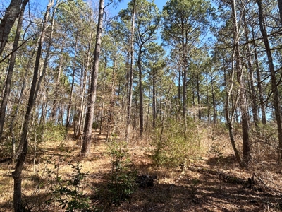 East Texas Land For Sale -  Timber Investment & Hunting Property - image 5
