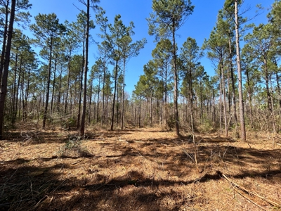 East Texas Land For Sale -  Timber Investment & Hunting Property - image 2