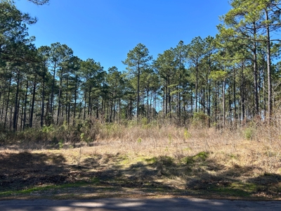 East Texas Land For Sale -  Timber Investment & Hunting Property - image 12