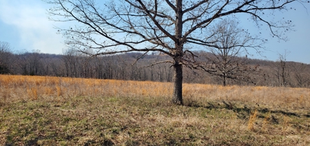 Timberland Near Tecumseh, Ozark County Missouri - image 3