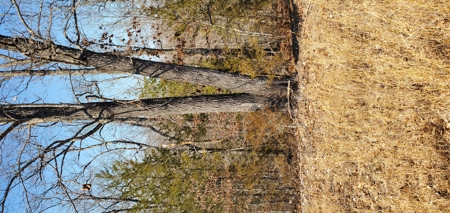 Timberland Near Tecumseh, Ozark County Missouri - image 10