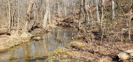 Timberland Near Tecumseh, Ozark County Missouri - image 5