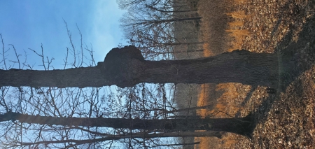 Timberland Near Tecumseh, Ozark County Missouri - image 9