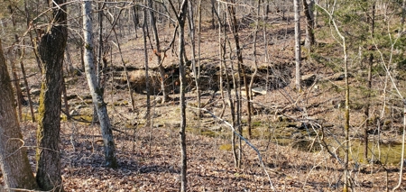 Timberland Near Tecumseh, Ozark County Missouri - image 8