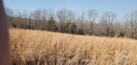 Timberland Near Tecumseh, Ozark County Missouri - image 7