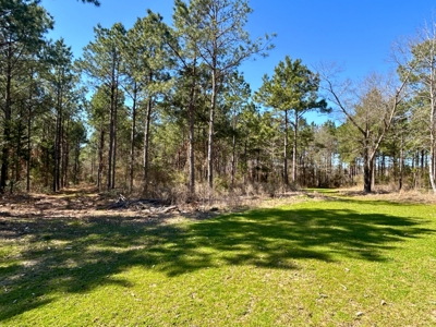 East Texas Timberland Investment & Hunting Tract - image 14