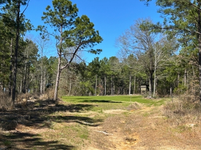 East Texas Timberland Investment & Hunting Tract - image 1