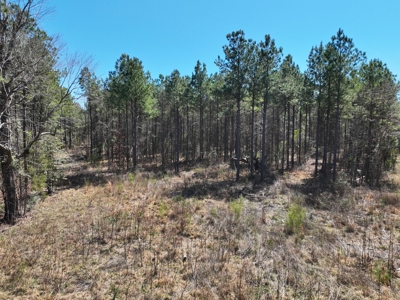East Texas Timberland Investment & Hunting Tract - image 8
