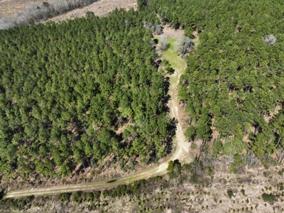 East Texas Timberland Investment & Hunting Tract - image 13