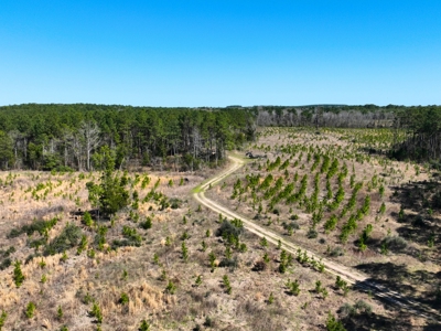 East Texas Timberland Investment & Hunting Tract - image 5