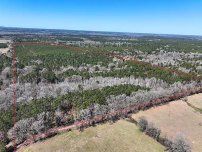East Texas Timberland Investment & Hunting Tract - image 16