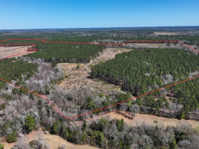 East Texas Timberland Investment & Hunting Tract - image 3