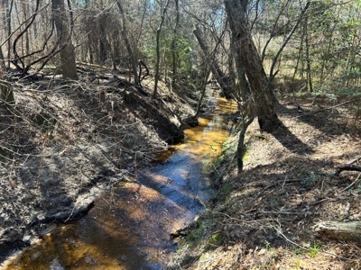 East Texas Timberland Investment & Hunting Tract - image 4