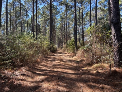 East Texas Timberland Investment & Hunting Tract - image 2