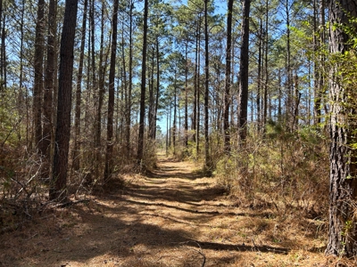 East Texas Timberland Investment & Hunting Tract - image 7
