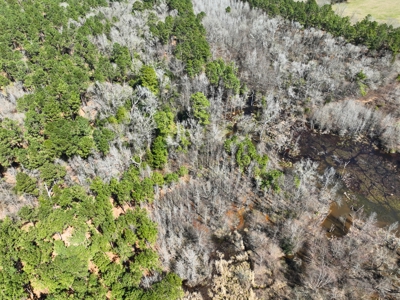 East Texas Timberland Investment & Hunting Tract - image 12