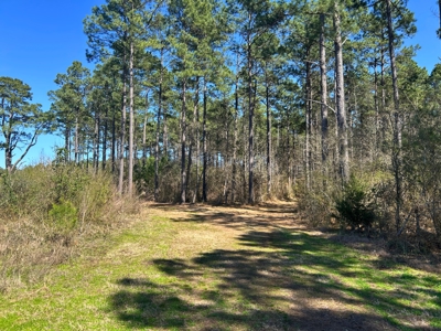 East Texas Timberland Investment & Hunting Tract - image 6