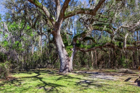 Country Home for Sale in Trenton, FL! - image 35
