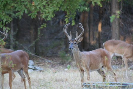 Private 52.6-Acre Texas Ranch with Home, Creek, & Stunning Views - image 29