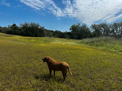 Private 52.6-Acre Texas Ranch with Home, Creek, & Stunning Views - image 41