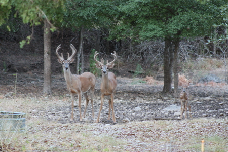 Private 52.6-Acre Texas Ranch with Home, Creek, & Stunning Views - image 8