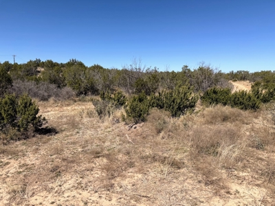 Texas Hunting Ranch near San Angelo and Midland in Coke County - image 4