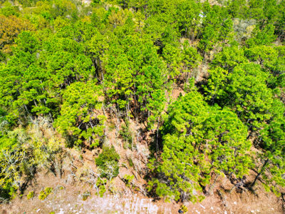 Beautiful Residential Lot in Dunnellon, FL for Sale – No HOA in Premier Subdivision! - image 7