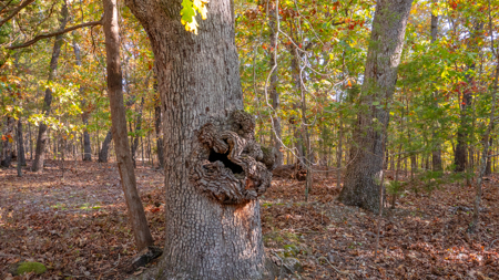 Lot 1 in Subdivision in Gated Community with Airstrip on Bull Shoals Lake Peninsula - image 10