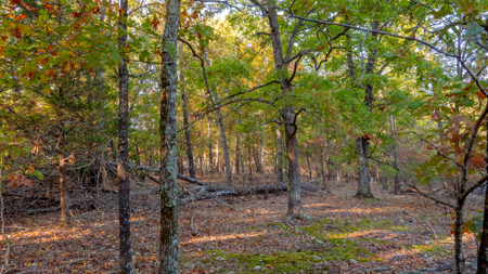 Lot 1 in Subdivision in Gated Community with Airstrip on Bull Shoals Lake Peninsula - image 6