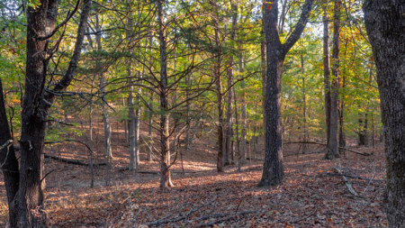 Lot 1 in Subdivision in Gated Community with Airstrip on Bull Shoals Lake Peninsula - image 9