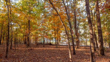 Lot 37 in Subdivision in Gated Community with Airstrip on Bull Shoals Lake Peninsula - image 9
