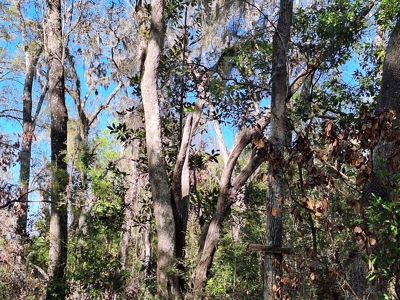 4 Acres Of Land In Levy County Near Chiefland, Florida - image 3