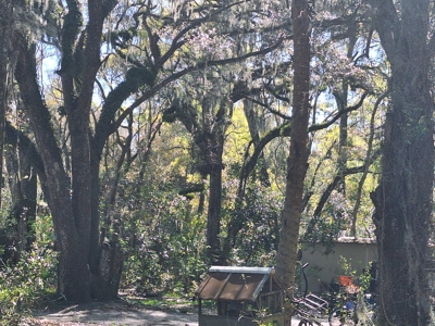 4 Acres Of Land In Levy County Near Chiefland, Florida - image 4