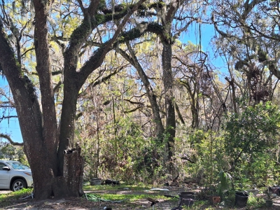 4 Acres Of Land In Levy County Near Chiefland, Florida - image 6